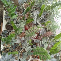 گلخانه|گل و گیاه طبیعی|آزادشهر, |دیوار