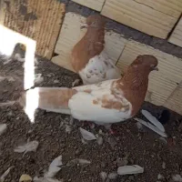 جفت سر زرد ضمانتی|پرنده|رفسنجان, |دیوار