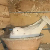 کفتر گمشده پل خواجو سفید هست خال کمر