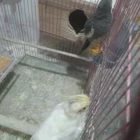 ۲جفت  عروس هلندی  مولد|پرنده|رشت, سلیمانداراب|دیوار