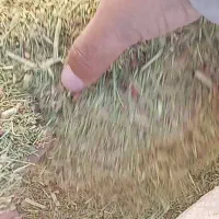 خارشتر تمیز سبز نرم|عمده‌فروشی|شیراز, دانشکده دامپزشکی شیراز|دیوار