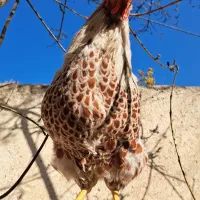 خروس ویاندوت اورنج،خروس چینی مشکی ومرغ چهل تاج|حیوانات مزرعه|مشهد, ویلاشهر|دیوار