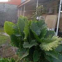 گل بابا آدم|گل و گیاه طبیعی|رشت, فلسطین|دیوار