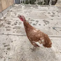 فروش یک بوقلمون ماده