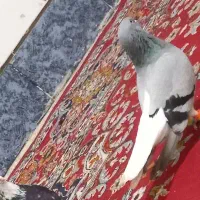 کبوتر، کفتر دم سفید