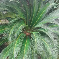 فروش سیکاس