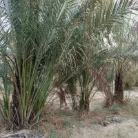 بچه نخل ...دمیت|گل و گیاه طبیعی|برازجان, |دیوار