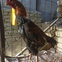 خروس لاری عروسک