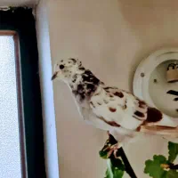 کبوتر تهرانی نر جوان