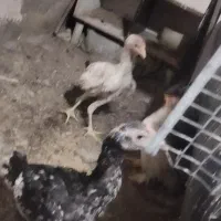 جوجه لاری