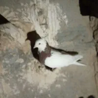 ۷ جوانه پرشی|پرنده|بیرجند, |دیوار