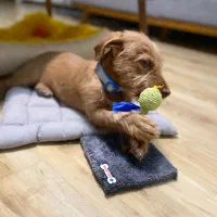 واگذاری سگ|سگ|کرج, ساماندهی|دیوار