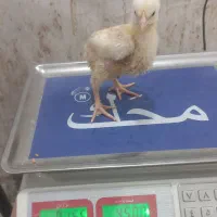 جوجه راس ۳۰۸ امل وزن ۱۵۰گرم