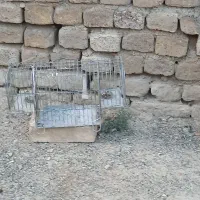 قفس سهره تله