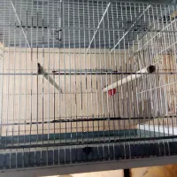 قفس پرون ۱۲۸ سانتی|لوازم جانبی حیوانات|مشهد, امیریه|دیوار