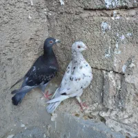 فروش کبوتر|پرنده|سیمکان, |دیوار
