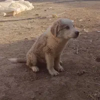 سگ سرابی