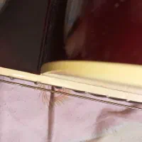 گیتار آکوستیک حرفه ای Aria AGP - 001N ساخت ژاپن|گیتار، بیس، امپلیفایر|شاهینشهر, خانه کارگر|دیوار