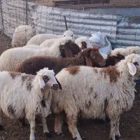 بره دوبری شیر مس