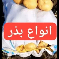 سیب متوسط سیب زمینی درهم|عمده‌فروشی|بهار, |دیوار