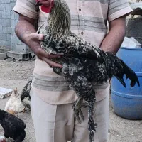 خروس. مرغ. غازدورگ.اردک روسی