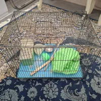 قفس|لوازم جانبی حیوانات|قم, آذر (نکویی)|دیوار