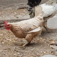 مرغ و خروس گلین
