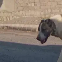 واگذاری ماده خیلی درشت گوسفندی وخاستار|سگ|سبزوار, پاسداران|دیوار