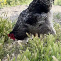 تخم نطفهدار لایت برهما اصیل مرغ جوجه خروس|حیوانات مزرعه|تهران, حافظیه|دیوار