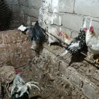 فروش دوعددمرغ گلین با جوجه گلین اصیل|حیوانات مزرعه|مشگین شهر, |دیوار