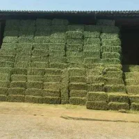 فروش یونجه خالص