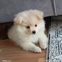 سگ پامرخرسی