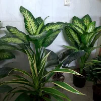 گل آپارتمانی مناسب روز مادر|گل و گیاه طبیعی|بیرجند, |دیوار