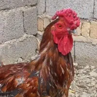 خروس چهل تاج