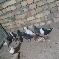 سلام عشق بازا کفتر رنگی