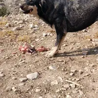 سگ پژدر ماده