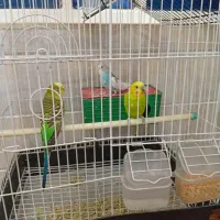 سه مرغ عشق با هم 1میلون و صد