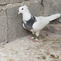 کفتر،|پرنده|مرودشت, ده بید|دیوار