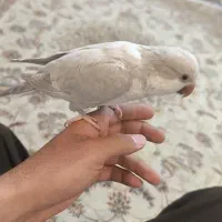 راهب|پرنده|مشکین‌دشت, |دیوار