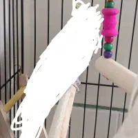 عروس هلندی پیدا کردم