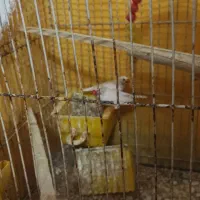 جفت سفید|پرنده|مشهد, گلشور|دیوار