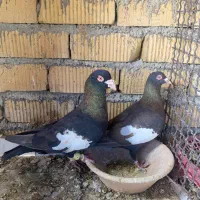 سرک تافته نر دس اولی