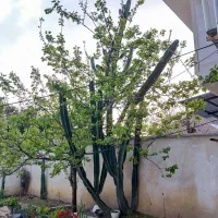 فروش کاکتوس