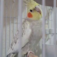 عروس هلندی|پرنده|سرپل ذهاب, |دیوار