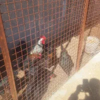 فروش تعدادی مرغ تخم گذار جوان