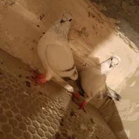 کفتر کرمانی پولک