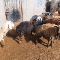 میش جوان|حیوانات مزرعه|سیلاخور, |دیوار