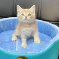 گربه های مخملی