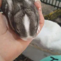 بچه خرگوش کوچولو گوگولی|موش و خرگوش|تربت جام, مطهری|دیوار