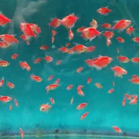 فروش کلی و جزئی ماهی زینتی|ماهی|مشهد, آزادشهر|دیوار